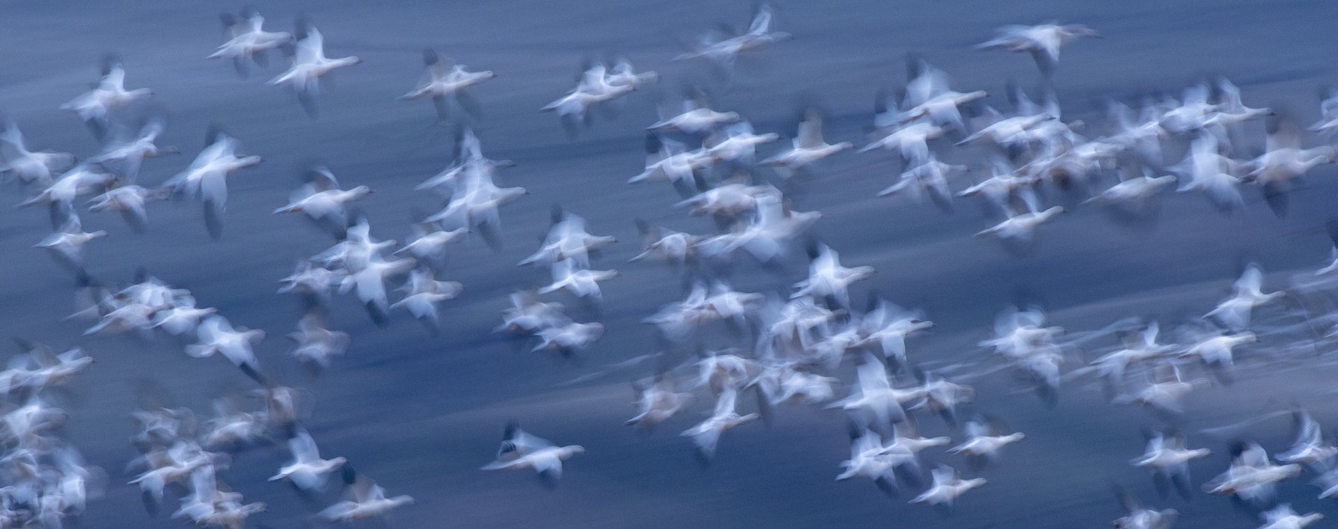 Snow Geese